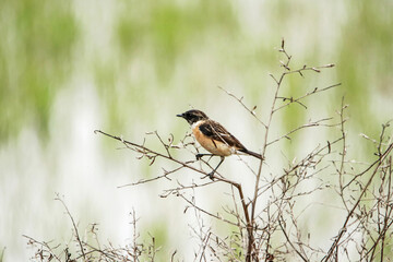 The Pied Bushchat on the branch