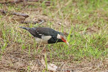 The Brahminy Starling  on ground