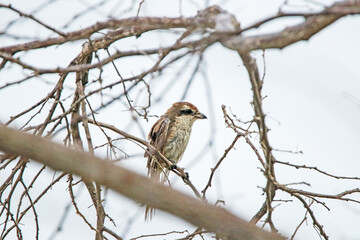 The Grey-backed Shrike on a branch