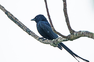 A drongo on a branch