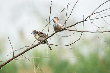 A zebra dove on a branch