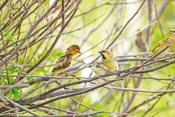 The plain-backed sparrow on a branch