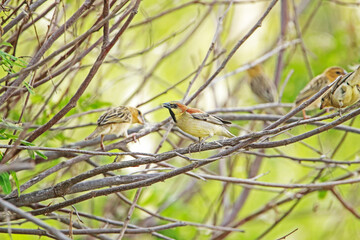 The plain-backed sparrow on a branch