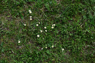 Hintergrund Wiese mit G&auml;nsebl&uuml;mchen