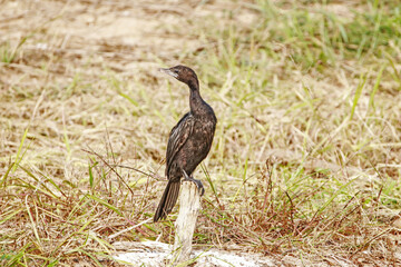  The Cormorant on a branch