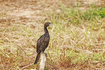 The Cormorant on a branch