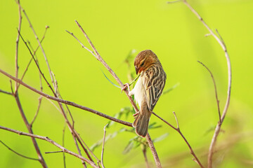 The Asian Golden Weaver on a branch