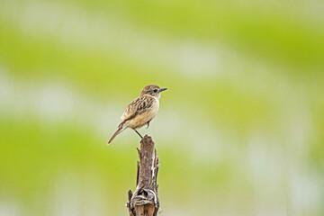The Pied Bushchat on the branch