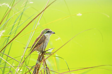 The Grey-backed Shrike on a branch
