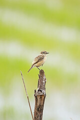The Pied Bushchat on the branch