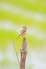 The Pied Bushchat on the branch