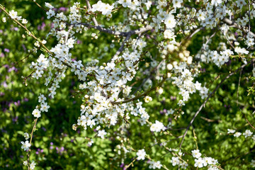 white flowering cherry plum branches in the garden in spring background backdrop