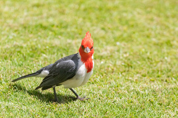 Red Crested Cardinal on the grass