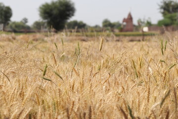 Photo of ripe wheat crop in the field