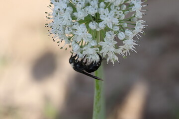 photo of black wasp collecting pollen from an onion flower