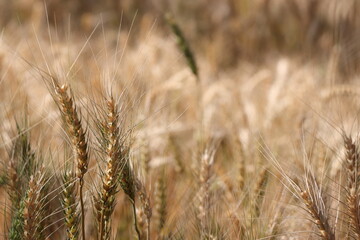 background photo of ripe wheat crop in the field , india