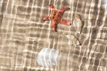 Starfish, rapani and seashell under rippled water. Summer background. Summer time.