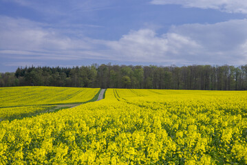 Obraz premium Champs de colza Allemand