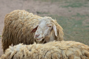 Dirty sheep in a tropical country