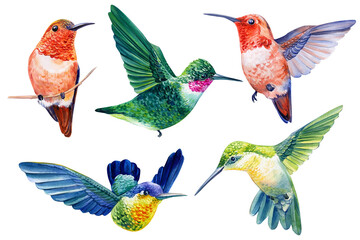 Collection Birds hummingbird. Tropical watercolor illustration isolated on white background. © Hanna