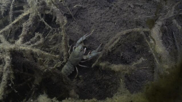 European crayfish (Astacus astacus) crawling along the muddy bottom