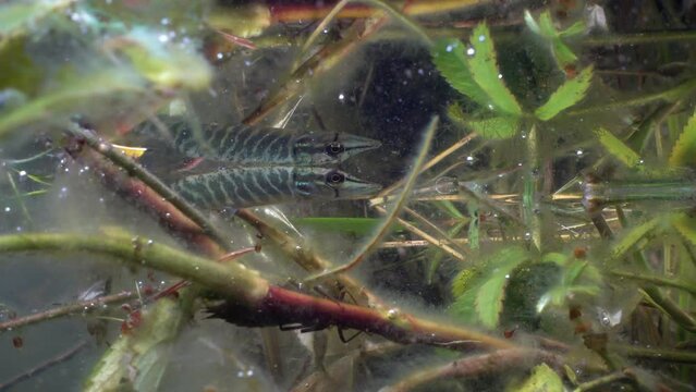 Very young Northern pike (Esox lucius) is looking for prey  near the surface in the clear-watered lake in Estonia.