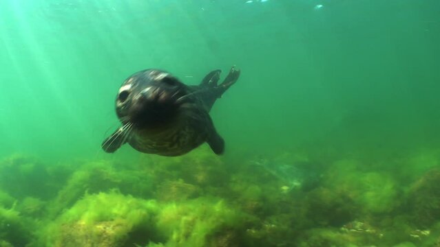 Grey seal (Halichoerus grypus) is swimming underwater then comes to kiss the camera in the Baltic Sea, Estonia.