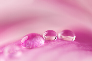 Beautiful water drops on pink petals of magnolia flower close up. Macro photo of dew drops on flower.