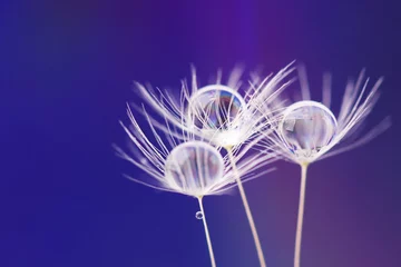 Fotobehang Dew water drops on dandelion seeds, macrophotography. Fluffy dandelion seed with beautiful raindrop. © Inna Dodor