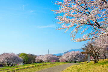 Obraz premium うららかな春の日に、満開の桜を眺ながら散歩する