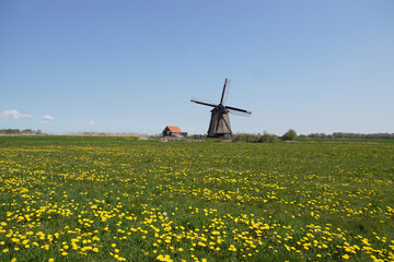 Old Dutch thatched windmill (circa 1591, rebuilt 1993) called Bosmolen. Meadow with dandelions in...