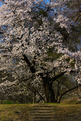 うららかな春の日に、満開の桜を眺ながら散歩する