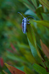 a white insect with black spots is attached to the tip of a leaf