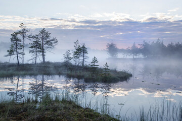 Fototapeta premium Foggy morning on the swamp lake