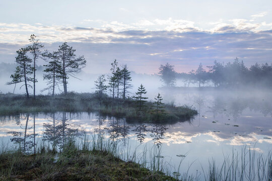 Foggy morning on the swamp lake © Павел Ващенков