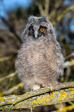 Asio otus. Young Long-eared Owl perched on a tree branch.