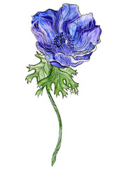 Blue anemone watercolor illustration