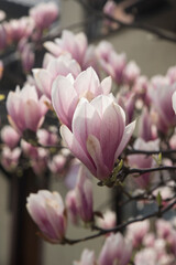 Fototapeta na wymiar kwitnące magnolie
