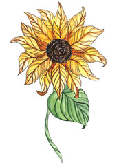 Sunflowers watercolor illustration