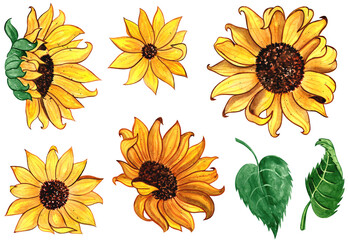 Sunflowers clipart, Watercolor illustration bundle
