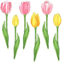 Watercolor tulips clipart, Illustration bundle