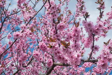 Fototapeta kwitnące drzewa obraz