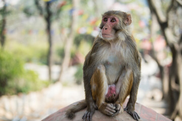 Kathmandu, Nepal- April 20,2022 : Rhesus Macaques monkeys on the ancient stupas of Swayambhunath temple high above Kathmandu.