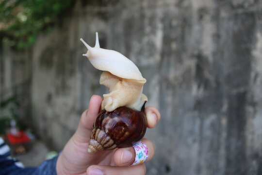 Giant African Land Snail In Child's Hand