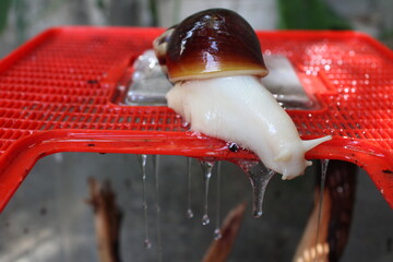 Giant African land snail secreting slime while crawling wet on top of its terrarium