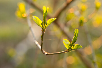 the first spring green leaves on the tree