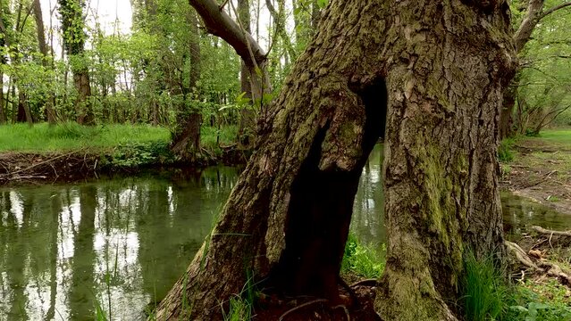 Landscape in the Fairy Forest
