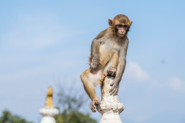Kathmandu, Nepal- April 20,2022 : Rhesus Macaques monkeys on the ancient stupas of Swayambhunath...