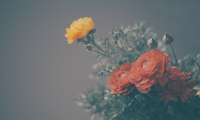 Red ranunculus flowers on gray background