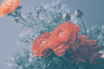 Red ranunculus flowers on gray background